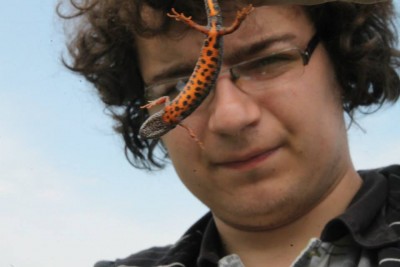 Danube crested newt, In difference from the Italian, has a bright orange coloration with smaller dots